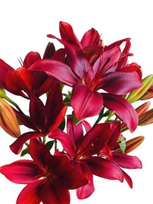 Premium Fresh Cut Lilies Red Lily Wholesale Yunnan For Wedding Bouquets, Event Centerpieces & Hotel Florals