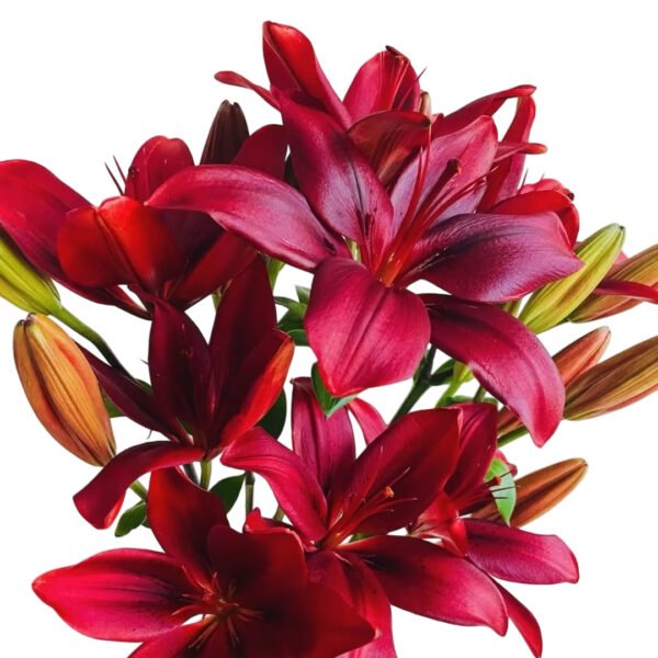 Premium Fresh Cut Lilies Red Lily Wholesale Yunnan For Wedding Bouquets, Event Centerpieces & Hotel Florals