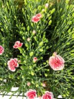 Premium Fresh Cut Lily Wholesale Yunnan For Minimalist Modern Wedding Bouquets