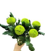 Fresh Cut Chrysanthemum Colorful PingPong Chrysanthemum Wholesale Yunnan Wedding Bouquet Filler Flowers