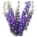 Fresh Cut Delphinium Filler Flowers Decorative Wholesale Cold Chain Supply from Yunnan Kunming