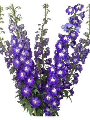 Fresh Cut Delphinium Filler Flowers Decorative Wholesale Cold Chain Supply from Yunnan Kunming