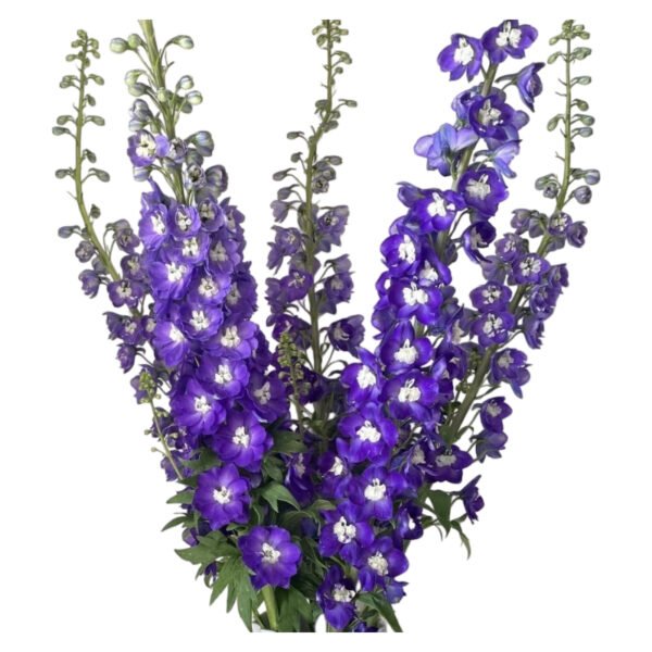 Fresh Cut Delphinium Filler Flowers Decorative Wholesale Cold Chain Supply from Yunnan Kunming