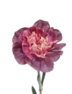 Fresh Cut Carnations Dianthus Supplier China Yunnan Bulk Export For Overseas Flower Importers