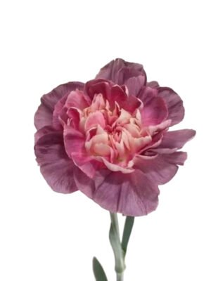 Fresh Cut Carnations Dianthus Supplier China Yunnan Bulk Export For Overseas Flower Importers