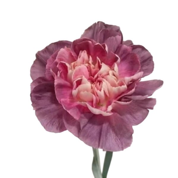 Fresh Cut Carnations Dianthus Supplier China Yunnan Bulk Export For Overseas Flower Importers