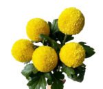 Fresh Cut Chrysanthemum Colorful PingPong Chrysanthemum Wholesale Yunnan Wedding Bouquet Filler Flowers