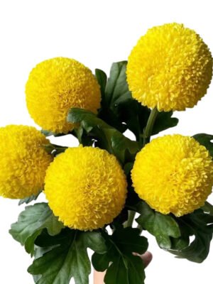 Fresh Cut Chrysanthemum Colorful PingPong Chrysanthemum Wholesale Yunnan Wedding Bouquet Filler Flowers