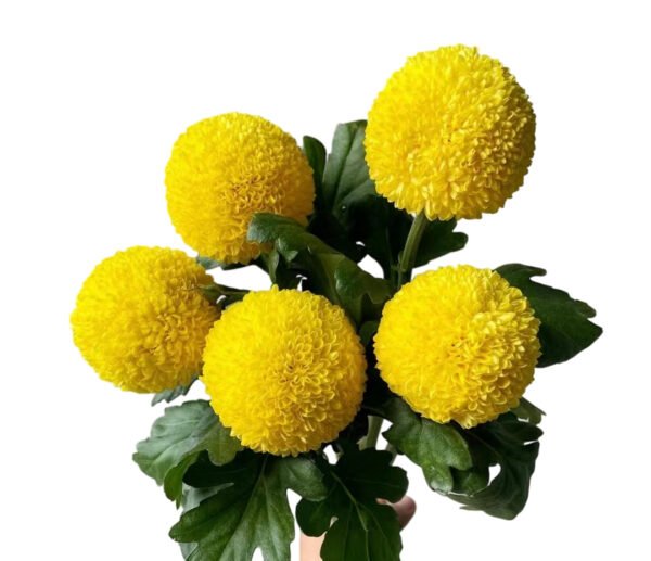 Fresh Cut Chrysanthemum Colorful PingPong Chrysanthemum Wholesale Yunnan Wedding Bouquet Filler Flowers