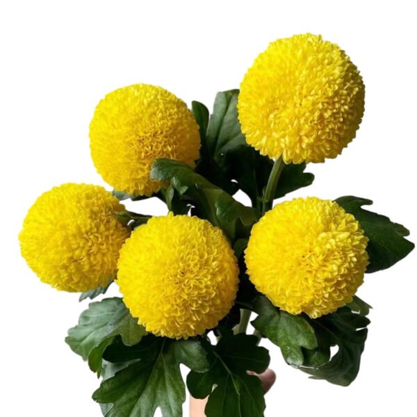 Fresh Cut Chrysanthemum Colorful PingPong Chrysanthemum Wholesale Yunnan Wedding Bouquet Filler Flowers