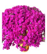 Fresh Cut Dianthus, Yunnan Kunming A Grade Cut Filler Flowers Wholesale Supply