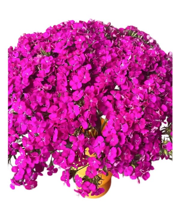 Fresh Cut Dianthus, Yunnan Kunming A Grade Cut Filler Flowers Wholesale Supply