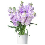 Fresh Cut Matthiola Stock A Grade Long Stem Cut Flowers Wholesale Cold Chain Export Globally