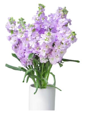 Fresh Cut Matthiola Stock A Grade Long Stem Cut Flowers Wholesale Cold Chain Export Globally