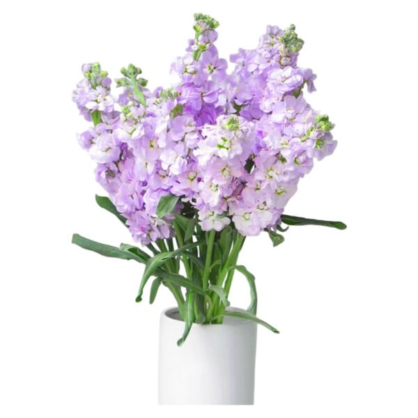 Fresh Cut Matthiola Stock A Grade Long Stem Cut Flowers Wholesale Cold Chain Export Globally