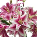 Premium Fresh Cut Lilies Wholesale Yunnan For Wedding Bouquets, Event Centerpieces & Hotel Florals