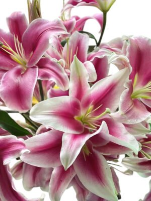 Premium Fresh Cut Lilies Wholesale Yunnan For Wedding Bouquets, Event Centerpieces & Hotel Florals