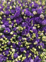 Premium Fresh Cut  Lisianthus Purple Eustoma Wholesale Yunnan For Wedding Bouquets