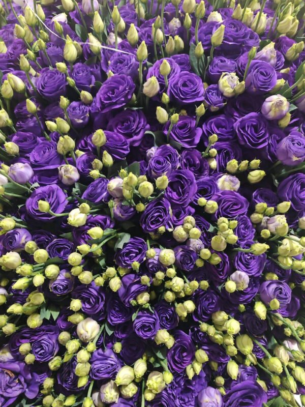 Premium Fresh Cut  Lisianthus Purple Eustoma Wholesale Yunnan For Wedding Bouquets