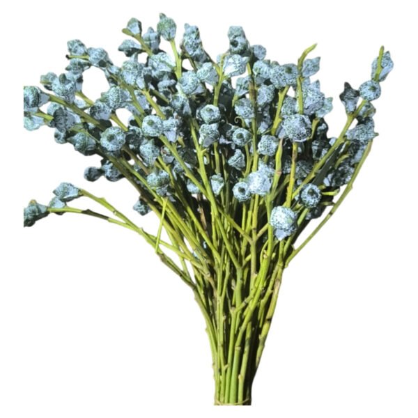 Fresh Cut Eucalyptus Pods A Grade Long Vase Life Eucalyptus Pods Fruits for Flower Arrangement Wholesale Cold Chain Export