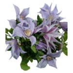 Fresh Cut Clematis A Grade Long Vase Life Clematis Cut Flowers Wholesale Cold Chain Export