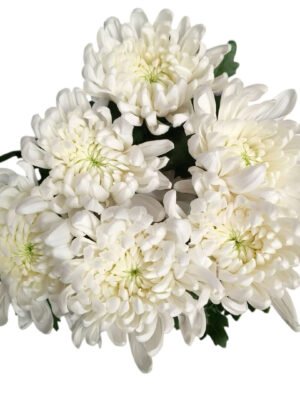 Fresh Cut Chrysanthemum White Wholesale Yunnan Wedding Bouquet Filler Flowers