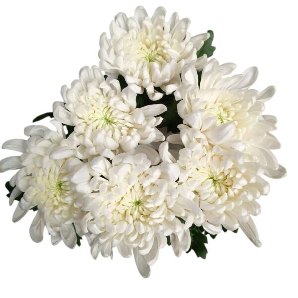Fresh Cut Chrysanthemum White Wholesale Yunnan Wedding Bouquet Filler Flowers