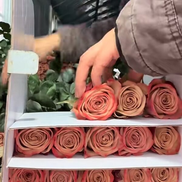 包花2
