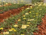 Fresh Cut Chrysanthemum Yellow Gerbera Wholesale Yunnan Wedding Bouquet Filler Flowers