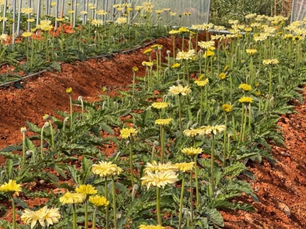 Fresh Cut Chrysanthemum Yellow Gerbera Wholesale Yunnan Wedding Bouquet Filler Flowers