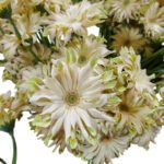 Fresh Cut Chrysanthemum Yellow Gerbera Wholesale Yunnan Wedding Bouquet Filler Flowers