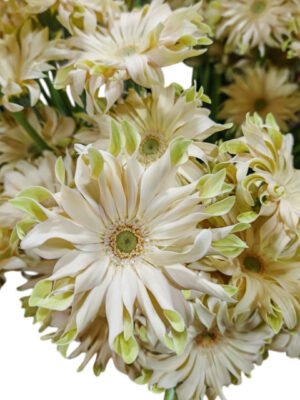 Fresh Cut Chrysanthemum Gerbera Wholesale Yunnan Wedding Bouquet Filler Flowers
