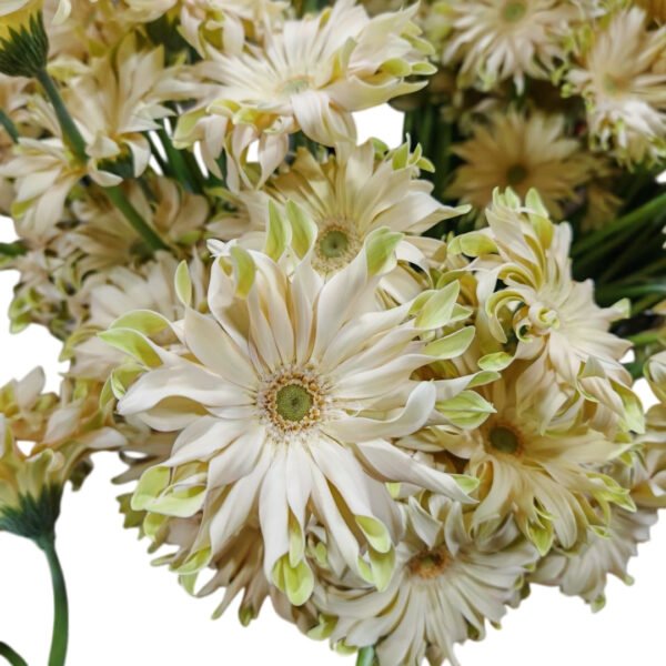 Fresh Cut Chrysanthemum Gerbera Wholesale Yunnan Wedding Bouquet Filler Flowers