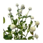 Fresh Cut Gomphrena Globosa Globe Amaranth A Grade Long Vase Life Filler Flowers Wholesale Cold Chain Supply from Yunnan Kunming