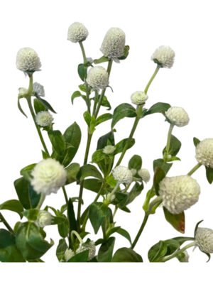 Fresh Cut Gomphrena Globosa Globe Amaranth A Grade Long Vase Life Filler Flowers Wholesale Cold Chain Supply from Yunnan Kunming