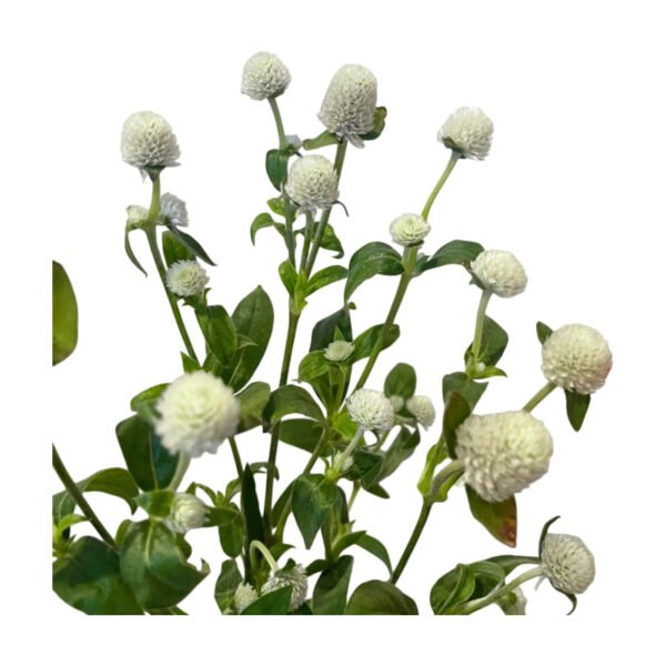 Fresh Cut Gomphrena Globosa Globe Amaranth A Grade Long Vase Life Filler Flowers Wholesale Cold Chain Supply from Yunnan Kunming