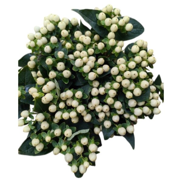 Fresh Cut Hypericum Berries A Grade Decorative Filler Flowers Wholesale Cold Chain Supply from Yunnan Kunming