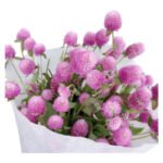 Fresh Cut Gomphrena Globosa Globe Amaranth A Grade Long Vase Life Filler Flowers Wholesale Cold Chain Supply from Yunnan Kunming