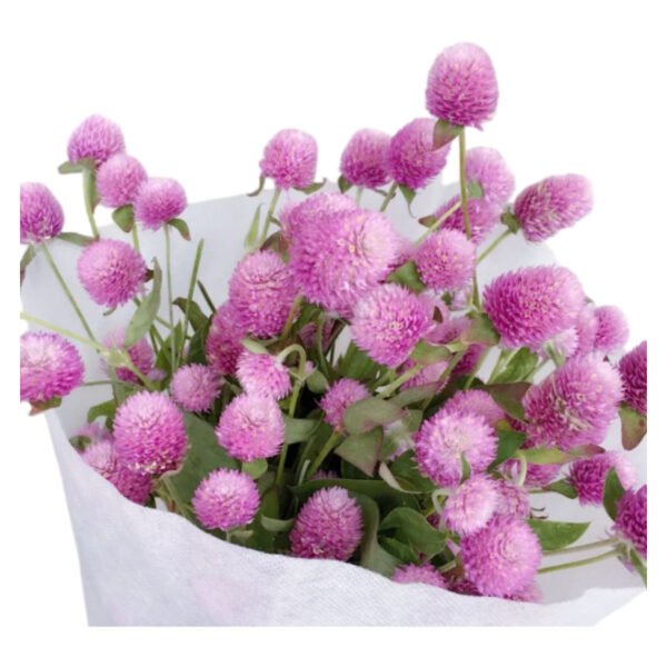 Fresh Cut Gomphrena Globosa Globe Amaranth A Grade Long Vase Life Filler Flowers Wholesale Cold Chain Supply from Yunnan Kunming