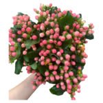 Fresh Cut Hypericum Berries A Grade Decorative Filler Flowers Wholesale Cold Chain Supply from Yunnan Kunming