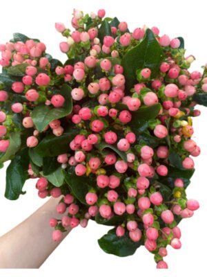 Fresh Cut Hypericum Berries A Grade Decorative Filler Flowers Wholesale Cold Chain Supply from Yunnan Kunming