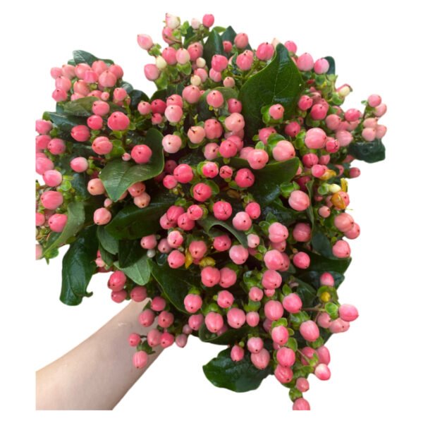 Fresh Cut Hypericum Berries A Grade Decorative Filler Flowers Wholesale Cold Chain Supply from Yunnan Kunming