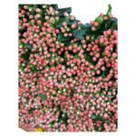 Fresh Cut Hypericum Berries A Grade Decorative Filler Flowers Wholesale Cold Chain Supply from Yunnan Kunming