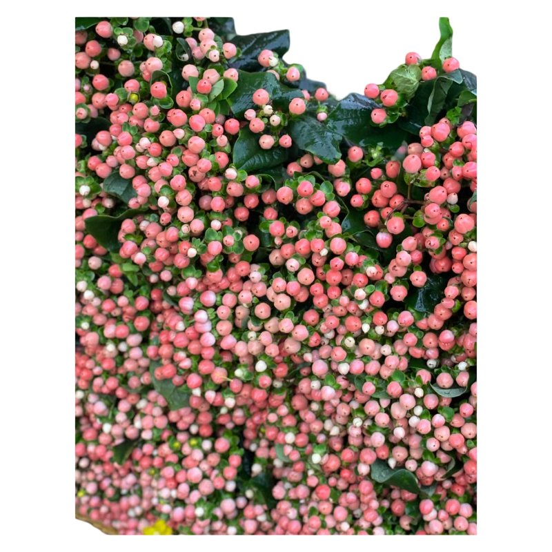 粉4