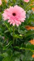 Fresh Cut Chrysanthemum Yellow Gerbera Wholesale Yunnan Wedding Bouquet Filler Flowers