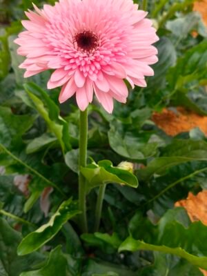 Fresh Cut Chrysanthemum Pink Gerbera Wholesale Yunnan Wedding Bouquet Filler Flowers