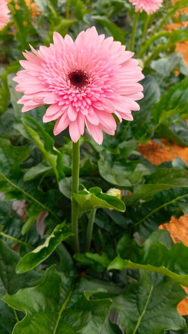 Fresh Cut Chrysanthemum Yellow Gerbera Wholesale Yunnan Wedding Bouquet Filler Flowers