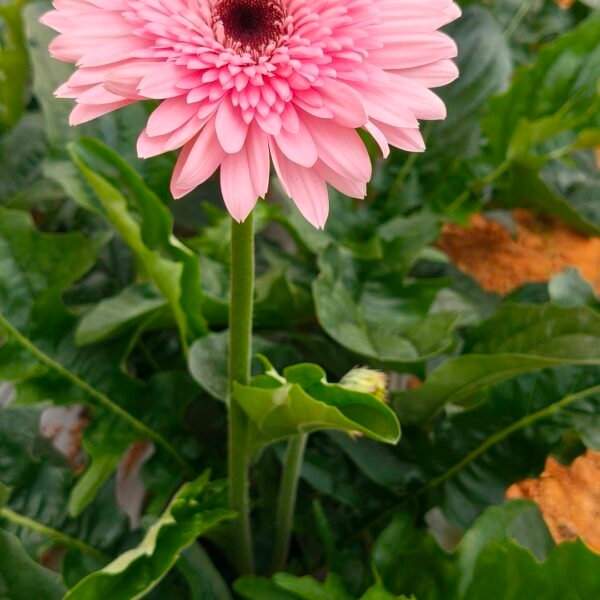 Fresh Cut Chrysanthemum Pink Gerbera Wholesale Yunnan Wedding Bouquet Filler Flowers
