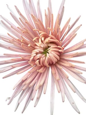 Fresh Cut Chrysanthemum Gerbera Wholesale Yunnan Wedding Bouquet Filler Flowers