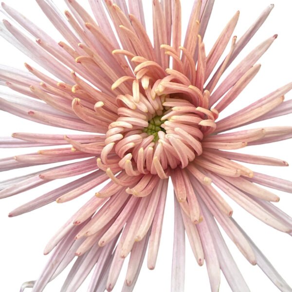 Fresh Cut Chrysanthemum Gerbera Wholesale Yunnan Wedding Bouquet Filler Flowers